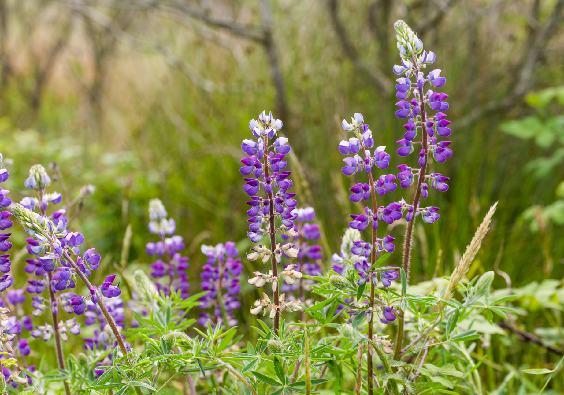 Lupine by Humboldt Flickr 2020